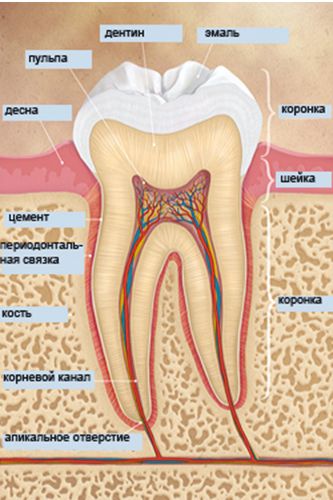 Анатомическое строение зуба, кость зуба, периодонтальная связка зуба, цемент, десна, пульпа, дентин, эмаль, коронка зуба, шейка зуба